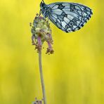 "Melanargia galathea"