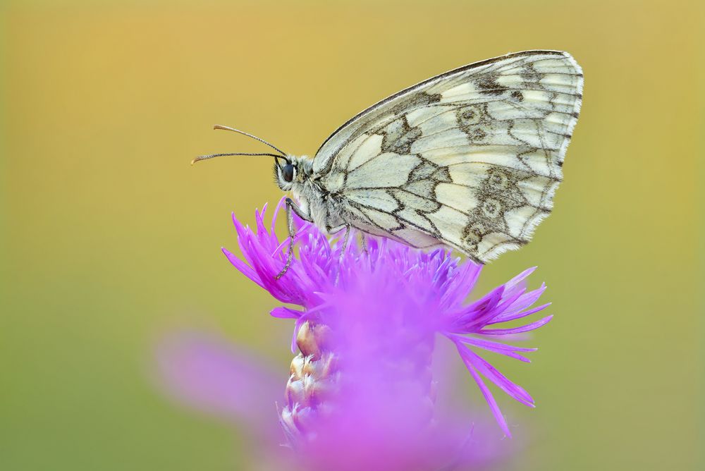 Melanargia galathea #7