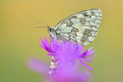 Melanargia galathea #7