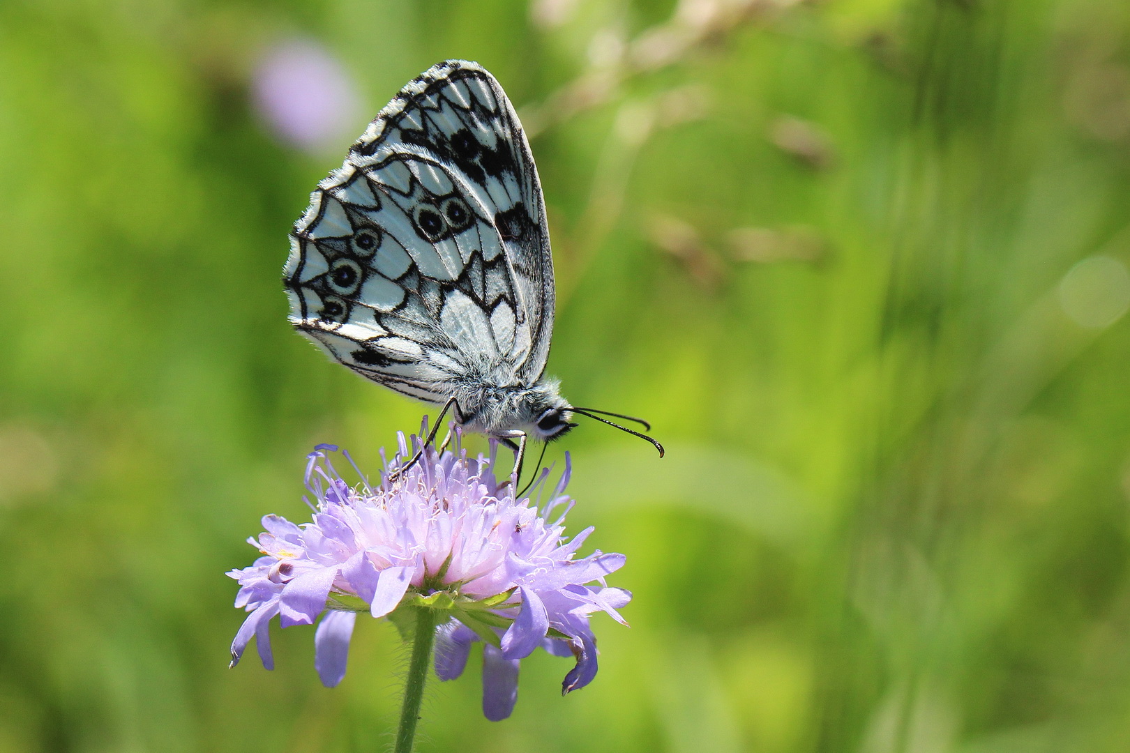 Melanargia galathea