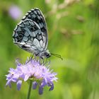 Melanargia galathea