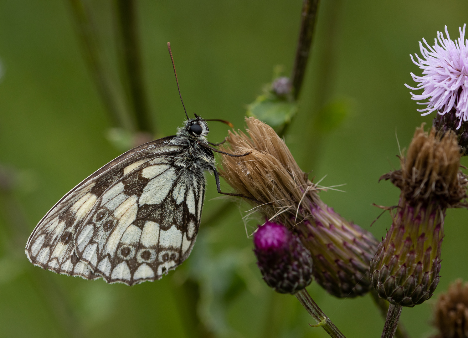  Melanargia galathea