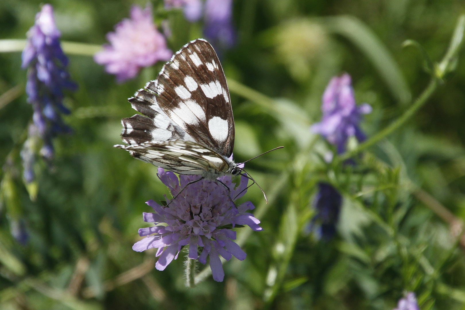 Melanargia galathea