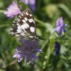 Melanargia galathea