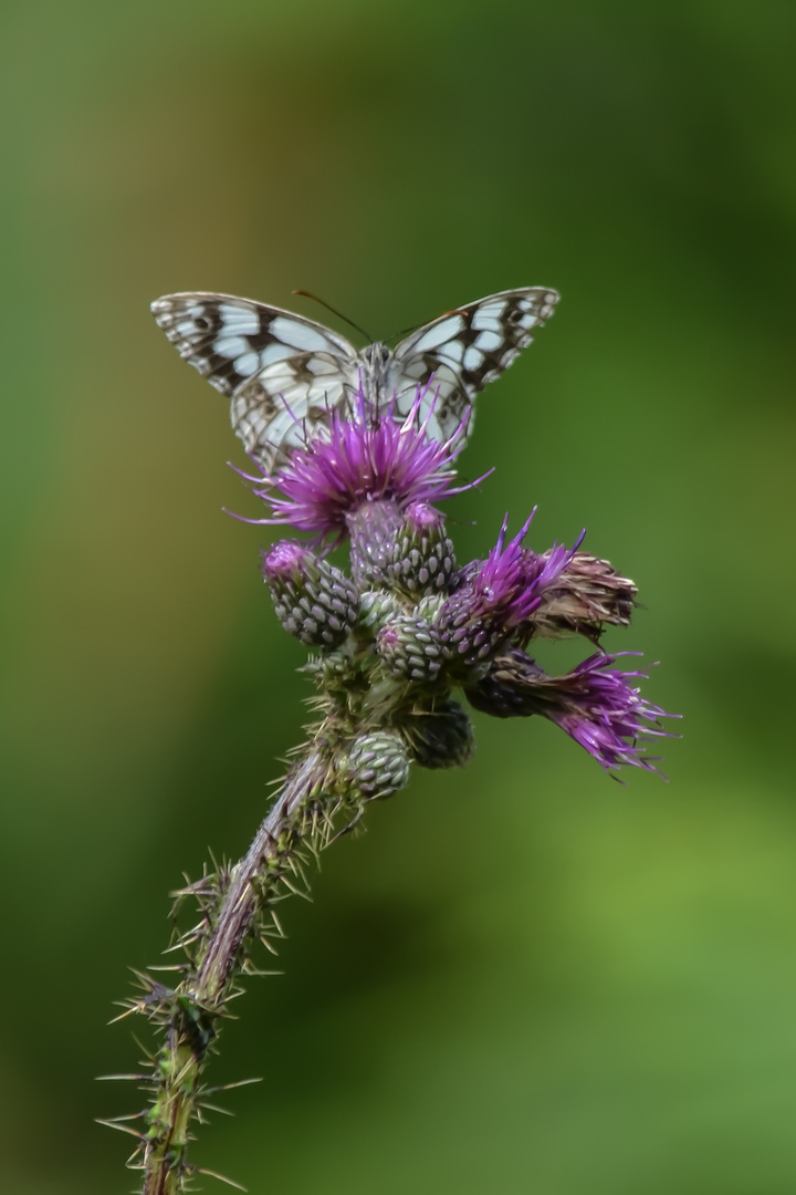 Melanargia galathea