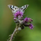 Melanargia galathea