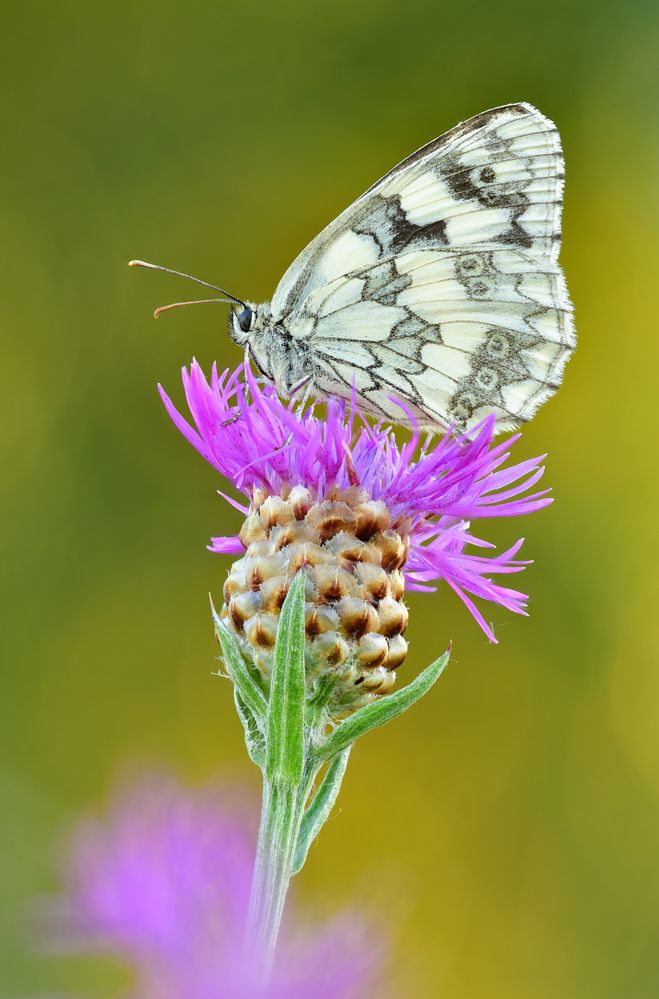 Melanargia galathea #8