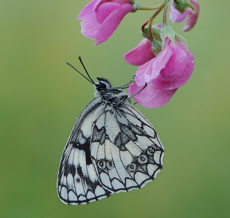 Melanargia galathea