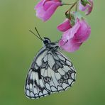 Melanargia galathea