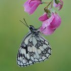 Melanargia galathea