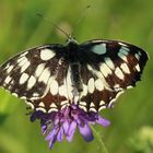 Melanargia galathea