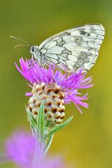 Melanargia galathea #9