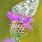 Melanargia galathea #9