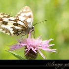 Melanargia galathea