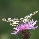 Melanargia Galathea.