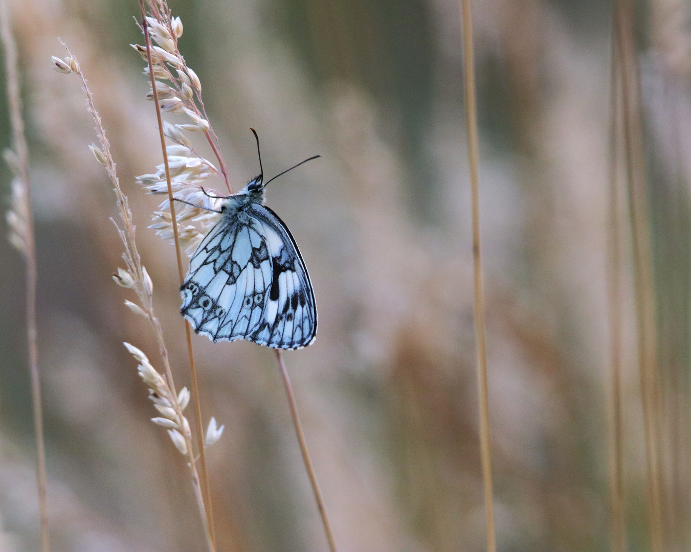 Melanargia Galathea