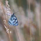 Melanargia Galathea