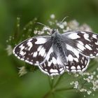 Melanargia galathea