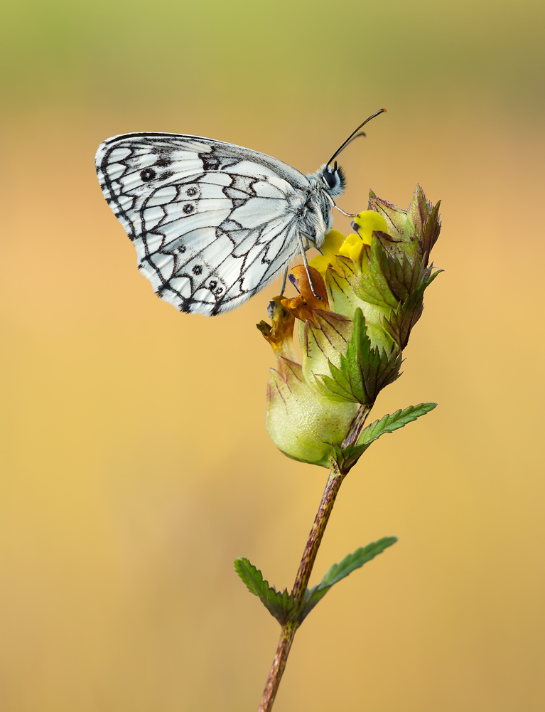 Melanargia galathea