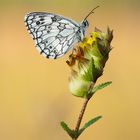 Melanargia galathea