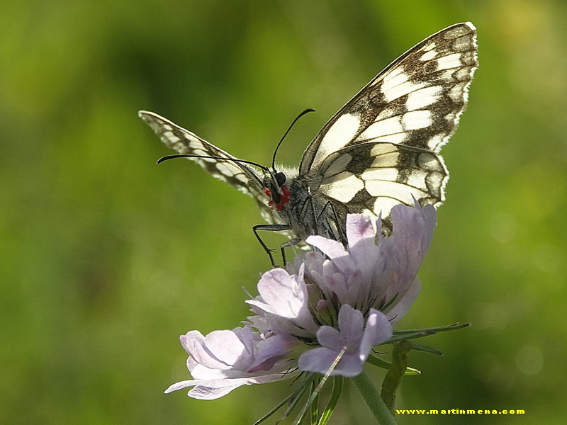 Melanargia Galathea.