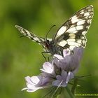 Melanargia Galathea.