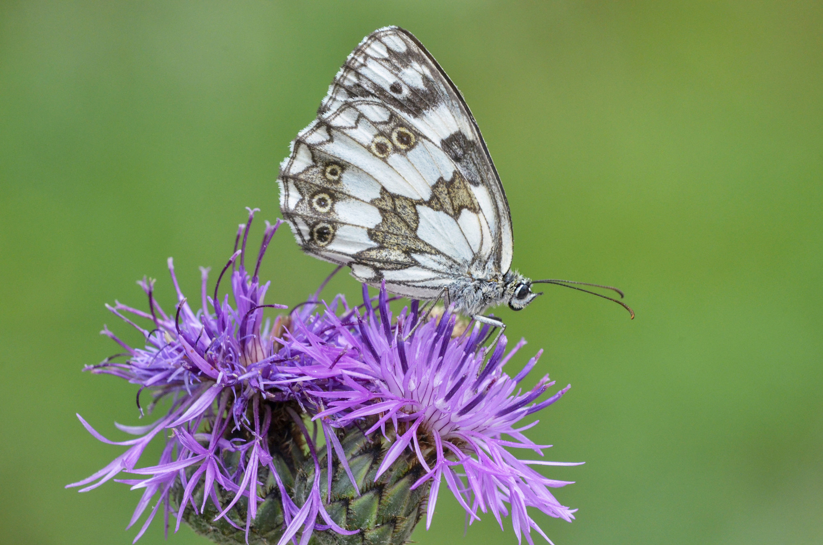 melanargia galathea