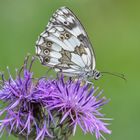 melanargia galathea