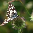 Melanargia galathea