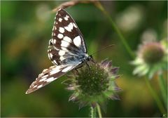 Melanargia galathea