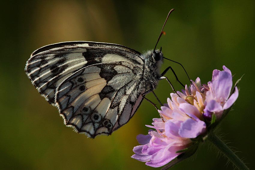 Melanargia galathea