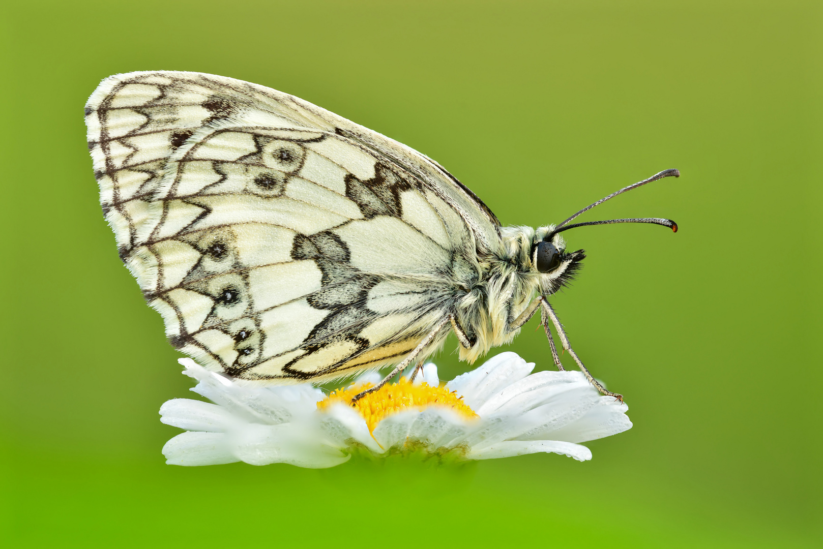 Melanargia galathea