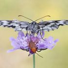 Melanargia Galathea con Coleottero