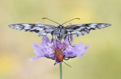 Melanargia Galathea con Coleottero