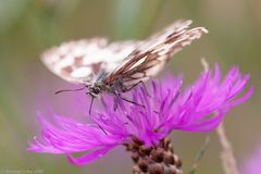 Melanargia galathea