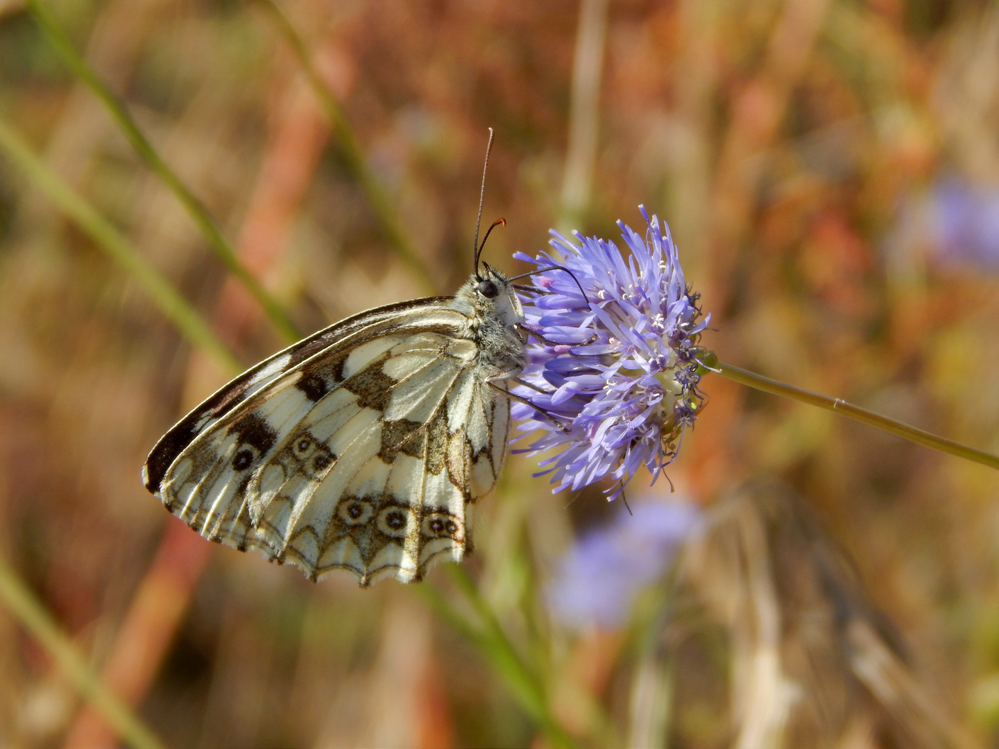 Melanargia galathea