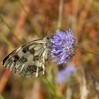 Melanargia galathea