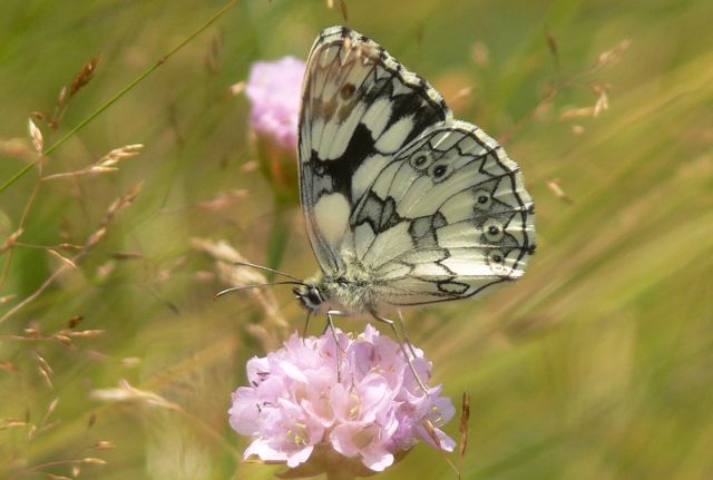 melanargia galathea