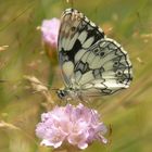 melanargia galathea