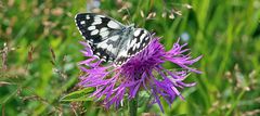 Melanargia galathea der die Flockenblume noch "veredelt"...