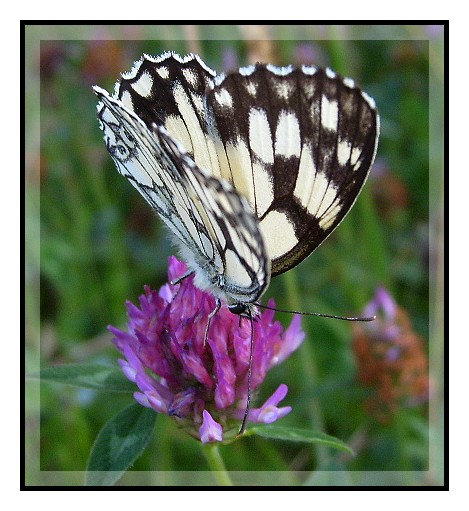 Melanargia galathea, dit Demi-deuil