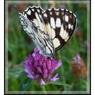 Melanargia galathea, dit Demi-deuil