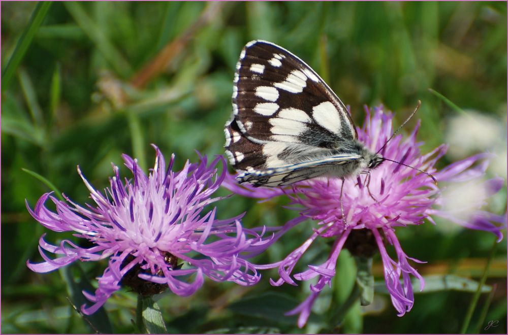 Melanargia galathea