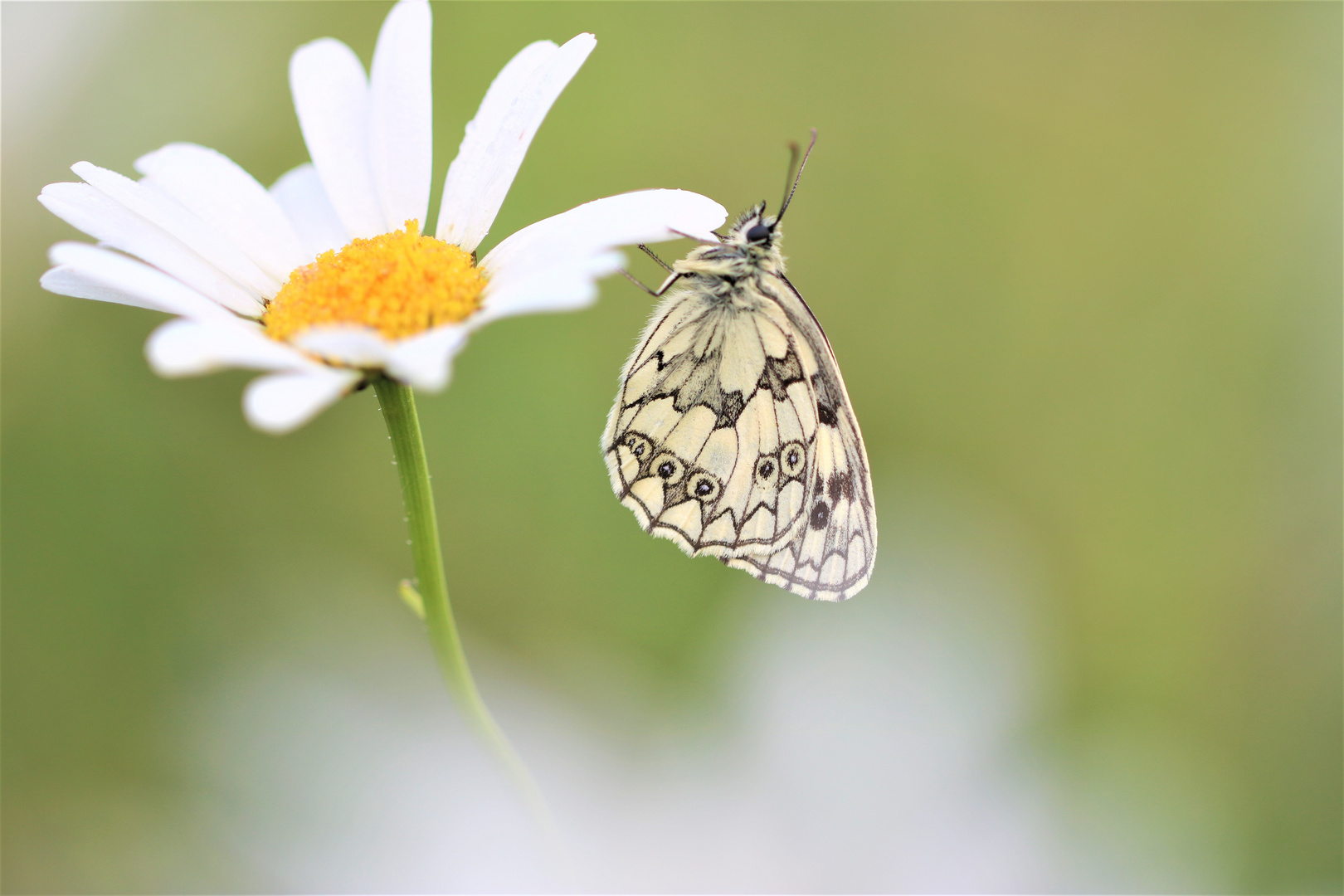 melanargia galathea