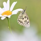 melanargia galathea