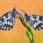 Melanargia galathea