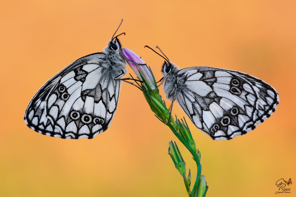 Melanargia galathea