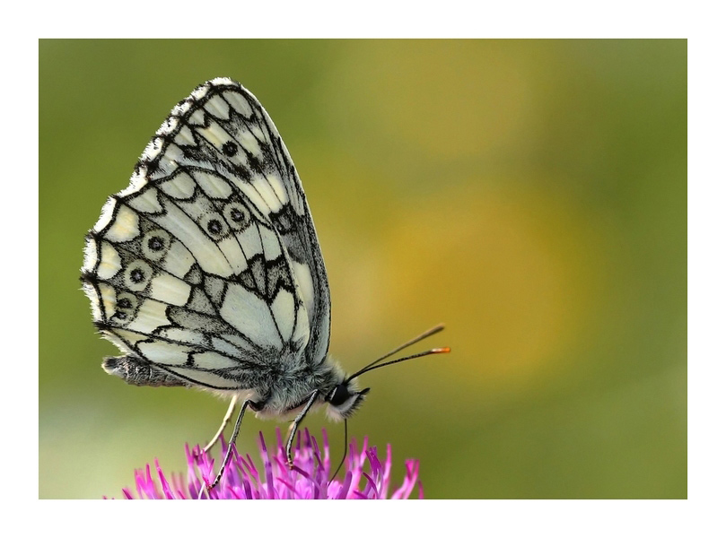 " Melanargia galathea "