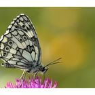 " Melanargia galathea "