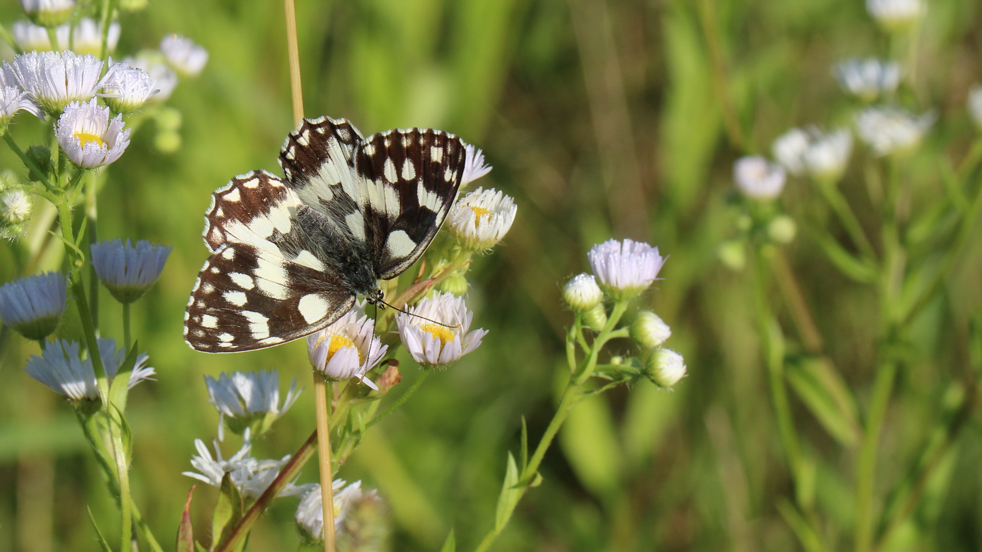 Melanargia galathea